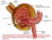 anatomija-urinarni-sistem-19-638